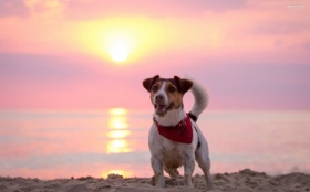 Jack Russell Terrier 038 Psy, Zwierzeta