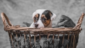 Jack Russell Terrier 044 Psy, Zwierzeta, Kosz
