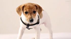 Jack Russell Terrier 045 Psy, Zwierzeta
