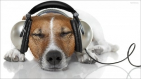 Jack Russell Terrier 052 Psy, Zwierzeta, Sluchawki