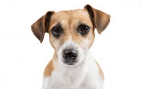 Jack Russell Terrier 054 Psy, Zwierzeta