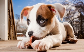 Jack Russell Terrier 058 Psy, Zwierzeta, Szczeniak