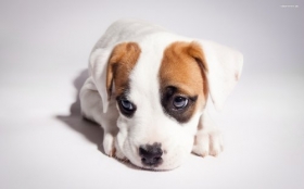 Jack Russell Terrier 059 Psy, Zwierzeta, Szczeniak
