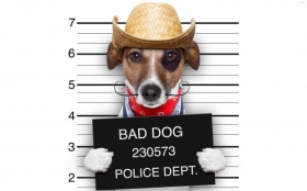Jack Russell Terrier 062 Psy, Zwierzeta, Humor, List Gonczy, Kapelusz, Kowboj
