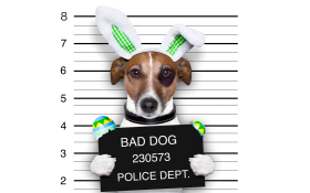 Jack Russell Terrier 063 Psy, Zwierzeta, Humor, List Gonczy, Kroliczek