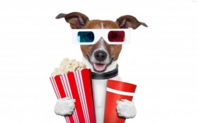 Jack Russell Terrier 064 Psy, Zwierzeta, Humor, Okulary 3D, Popcorn, Napoj
