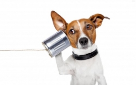 Jack Russell Terrier 071 Psy, Zwierzeta, Humor, Puszka, Telefon