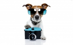 Jack Russell Terrier 072 Psy, Zwierzeta, Humor, Aparat, Okulary