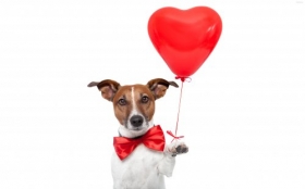 Jack Russell Terrier 074 Psy, Zwierzeta, Humor, Balon, Serce, Muszka