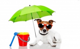 Jack Russell Terrier 077 Psy, Zwierzeta, Humor, Okulary, Parasol, Wiaderko