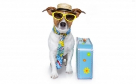 Jack Russell Terrier 078 Psy, Zwierzeta, Humor, Walizka, Okulary, Krawat
