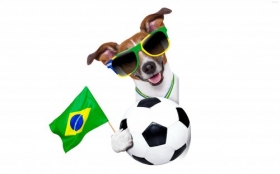 Jack Russell Terrier 081 Psy, Zwierzeta, Humor, Pilka, Flaga, Brazylia, Okulary