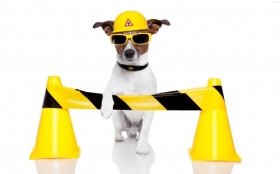 Jack Russell Terrier 085 Psy, Zwierzeta, Humor, Kask, Okulary