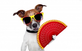 Jack Russell Terrier 086 Psy, Zwierzeta,, Humor, Okulary, Wachlarz