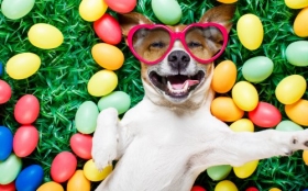 Jack Russell Terrier 089 Psy, Zwierzeta, Humor, Okulary, Jajka, Pisanki, Wielkanoc, Trawa, Usmiech