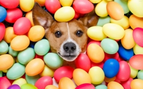 Jack Russell Terrier 091 Psy, Zwierzeta, Humor, Jajka, Pisanki, Wielkanoc