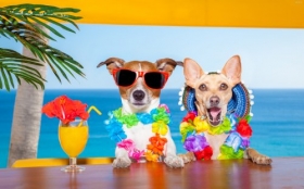 Jack Russell Terrier 094 Psy, ZwierzetaHumor, Bar, Tropiki, Koktajl, Kapelusz, Okulary, Morze, Palma