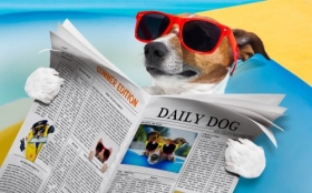 Jack Russell Terrier 102 Psy, Zwierzeta, Humor, Gazeta, Okulary