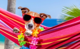 Jack Russell Terrier 103 Psy, Zwierzeta, Humor, Hamak, Kwiaty, Okulary