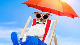 Jack Russell Terrier 110 Psy, Zwierzeta, Humor, Lezak, Okulary, Parasol