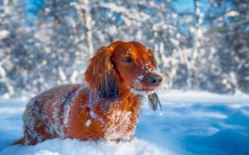 Jamnik, Dachshund 051 Psy, Zwierzeta, Zima, Snieg