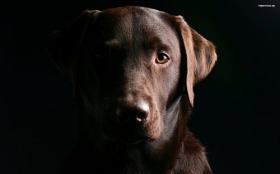 Labrador Retriever 011 Psy, Zwierzeta