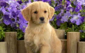 Labrador Retriever 022 Psy, Zwierzeta, Kwiaty, Szczeniak