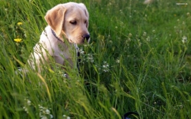 Labrador Retriever 038 Psy, Zwierzeta