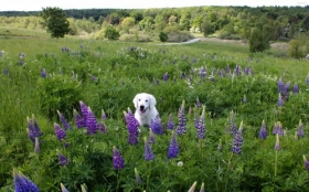 Labrador Retriever 054 Psy, Zwierzeta, Natura, Kwiaty