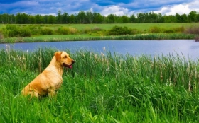 Labrador Retriever 055 Psy, Zwierzeta, Natura, Woda