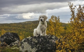 Labrador Retriever 065 Psy, Zwierzeta, Natura