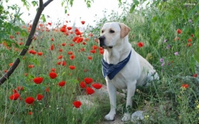 Labrador Retriever 069 Psy, Zwierzeta, Maki, Natura