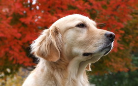 Pies 2560x1600 001 Golden Retriever