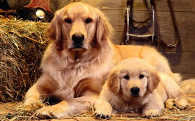 Pies 2560x1600 011 Golden Retriever