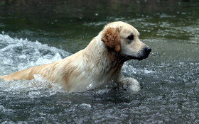 Pies 2560x1600 013 Labrador retriever