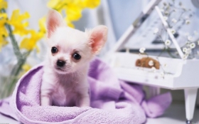 Pies 2560x1600 016 Słodki Chihuahua