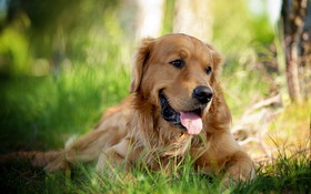 Pies 2560x1600 021 Golden Retriever