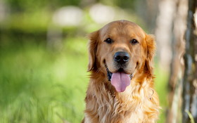 Pies 2560x1600 022 Golden Retriever