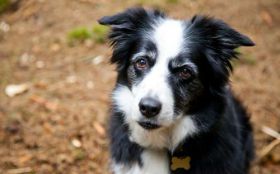 Psy 274 Zwierzeta, Border collie