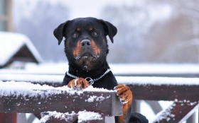 Rottweiler 002 Psy, Zwierzeta, Snieg, Zima