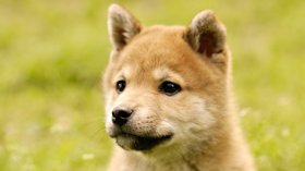 Shiba Inu 005 Pies, Zwierzeta