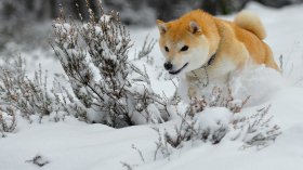 Shiba Inu 007 Pies, Zwierzeta, Zima, Snieg