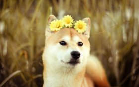 Shiba Inu 009 Pies, Zwierzeta, Wianek, Kwiaty Zolte