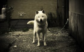 Shiba Inu 017 Pies, Zwierzeta