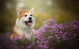 Shiba Inu 040 Pies, Zwierzeta, Kwiaty
