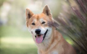 Shiba Inu 049 Pies, Zwierzeta