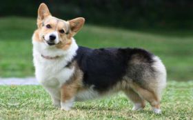 Welsh Corgi Pembroke 011 Pies, Zwierzeta