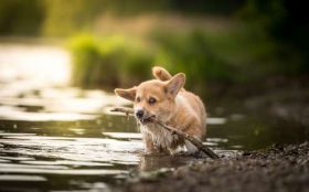 Welsh Corgi Pembroke 046 Pies, Zwierzeta, Rzeka, Natura