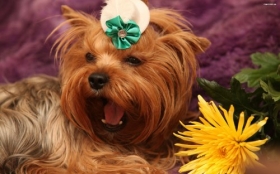Yorkshire Terrier 007 Psy, Zwierzeta, Kwiat