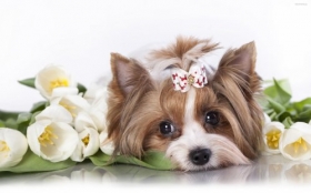 Yorkshire Terrier 012 Psy, Zwierzeta, Kwiaty
